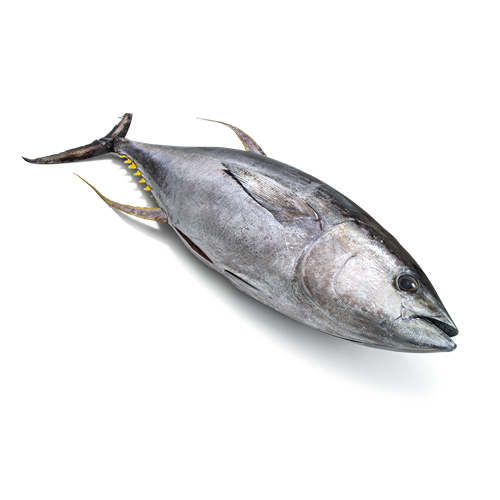 Gulfenad tonfisk hel |